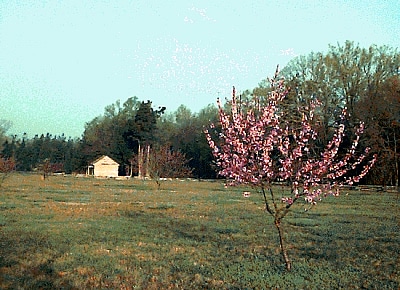 peach orchard shiloh